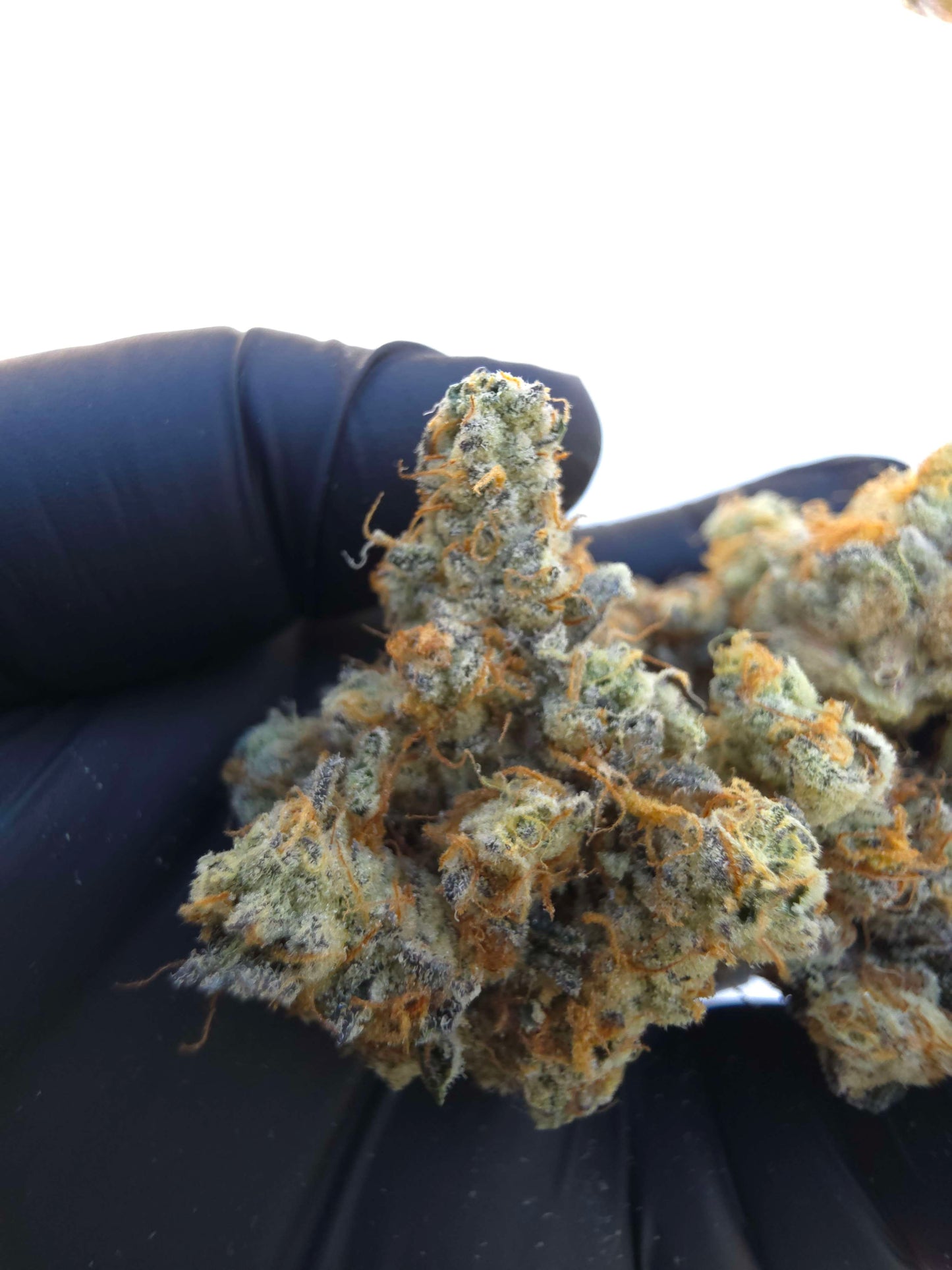 Black Tide (Animal Tsunami x Black Matter) 6pk Fems