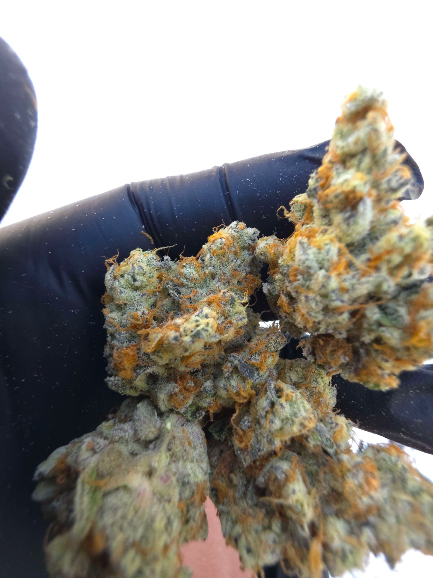 Black Tide (Animal Tsunami x Black Matter) 6pk Fems