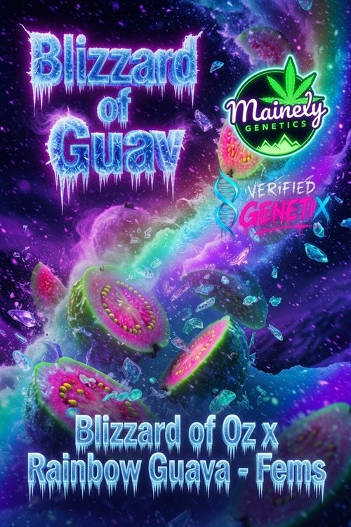 Blizzard of Guav (Blizzard of Oz × Rainbow Guava)