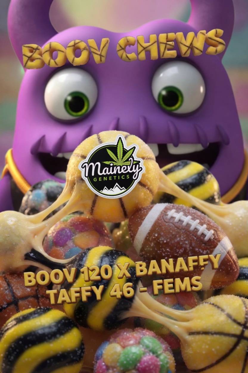 Boov Chews ( Boov 120 x Banaffy Taffy 46)