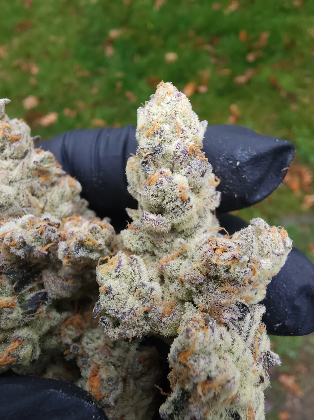 Beyong The Buzz (Buzz 14 x Rainbow Guava)