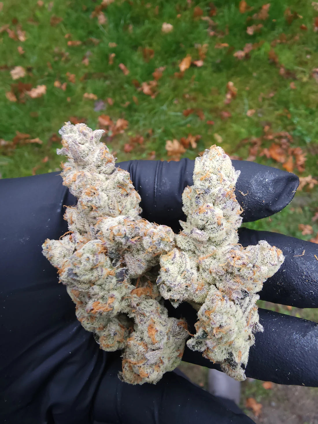 Beyong The Buzz (Buzz 14 x Rainbow Guava)