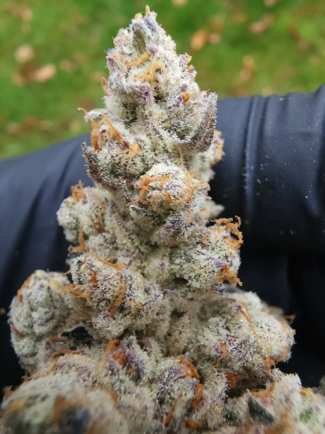 Beyong The Buzz (Buzz 14 x Rainbow Guava)