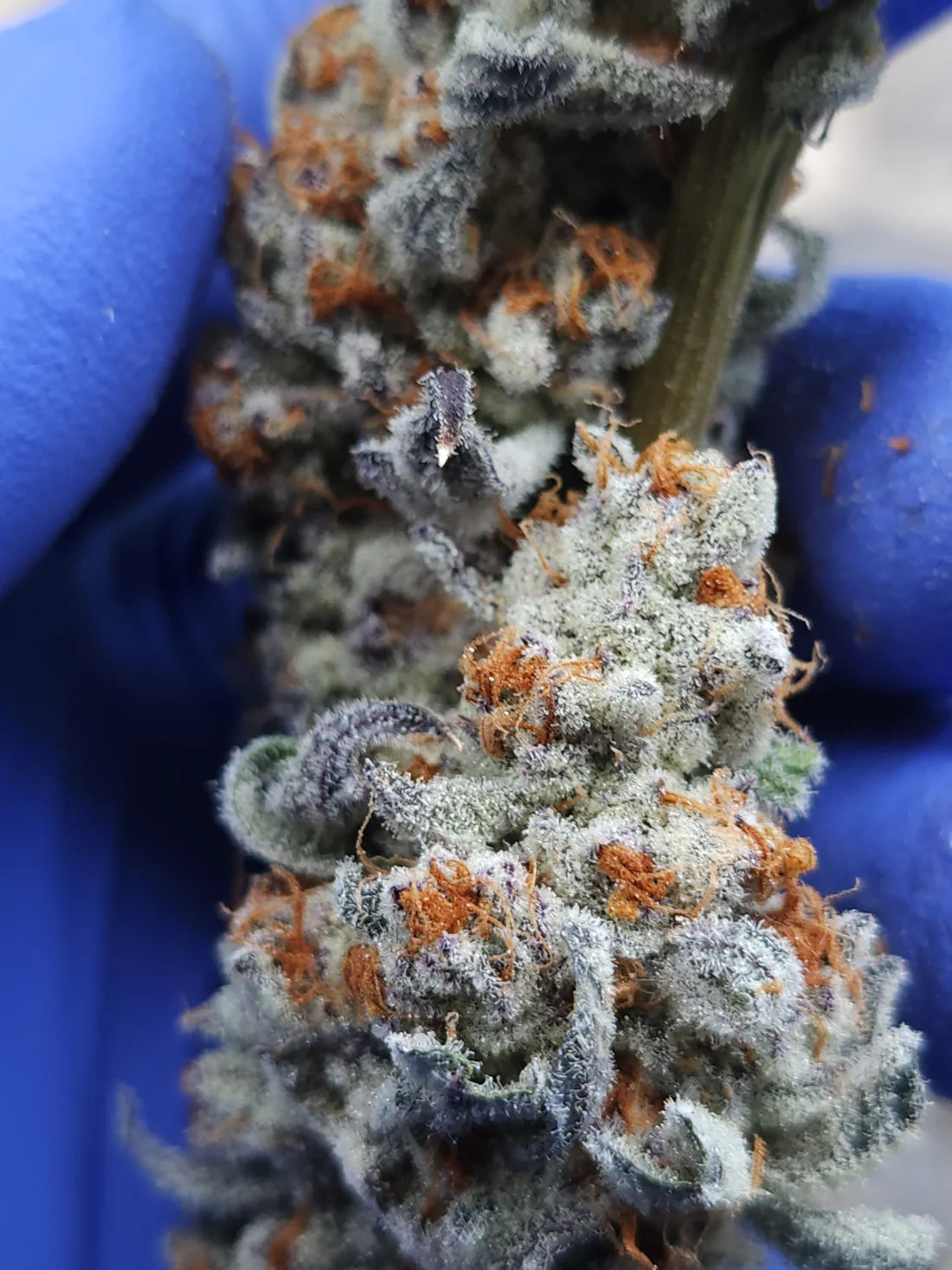 Beyong The Buzz (Buzz 14 x Rainbow Guava)