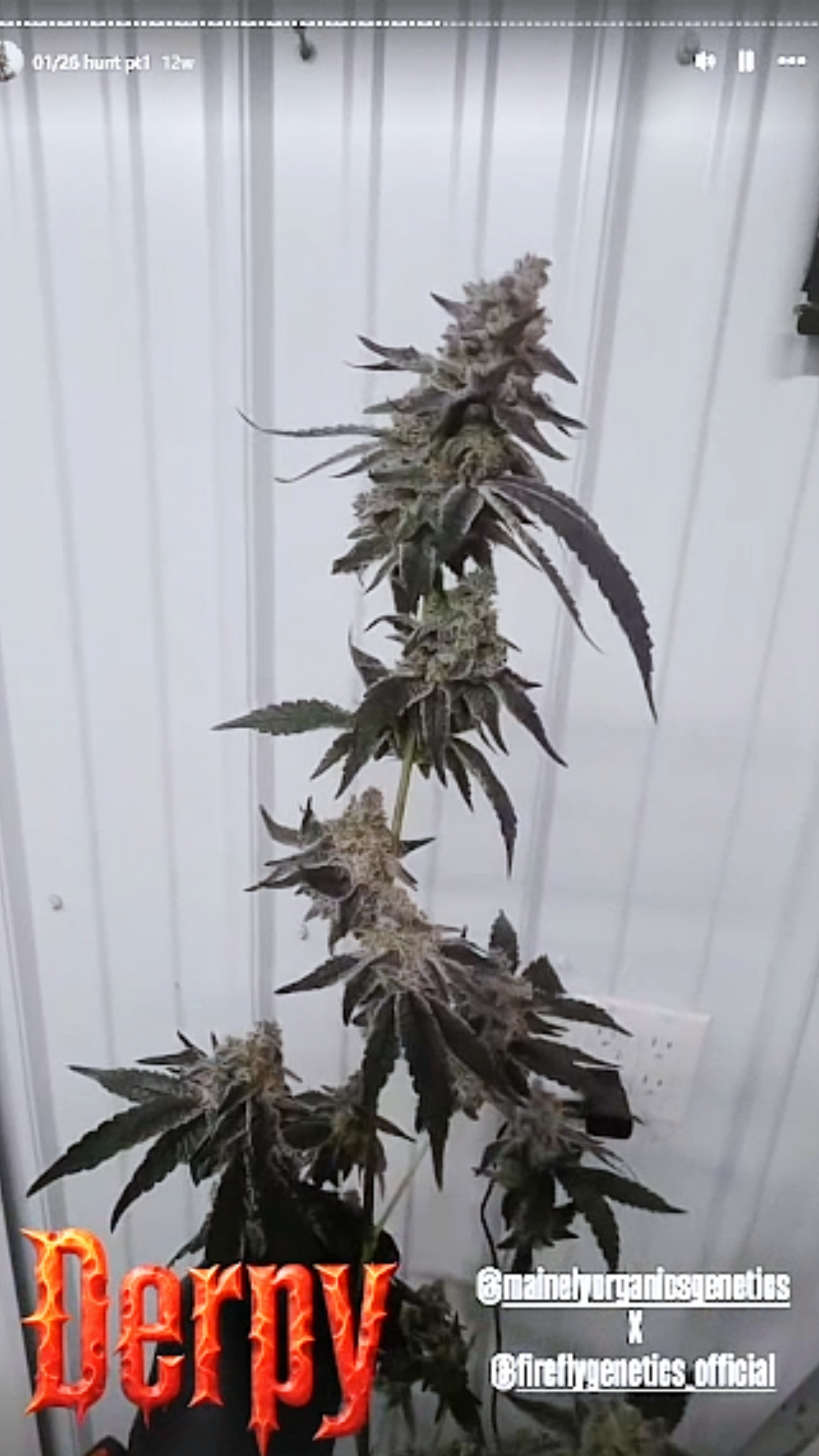Derpy 227 (Blueberry Schnapps x Blueberry Sugar) Snips