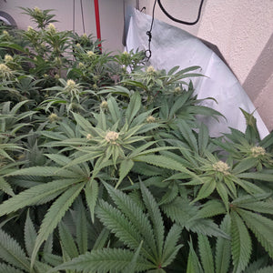 Rds420