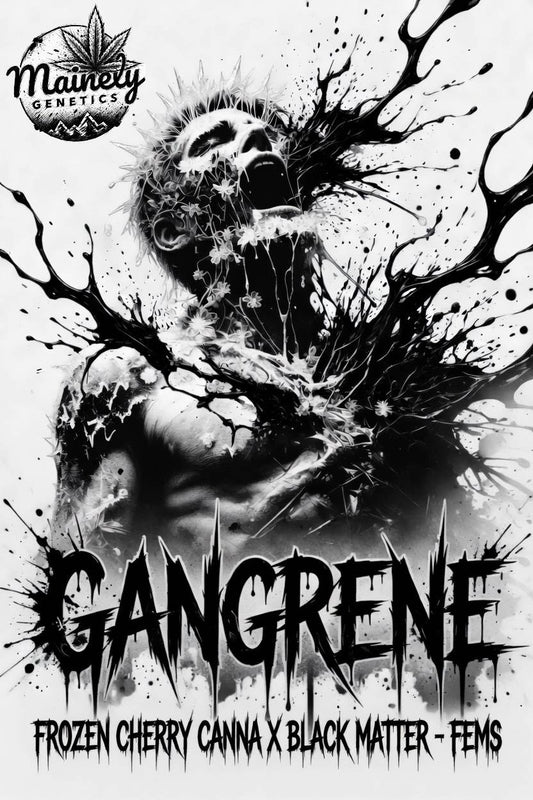 Gangrene (Frozen Cherry Canna x Black Matter) 6pk Fems