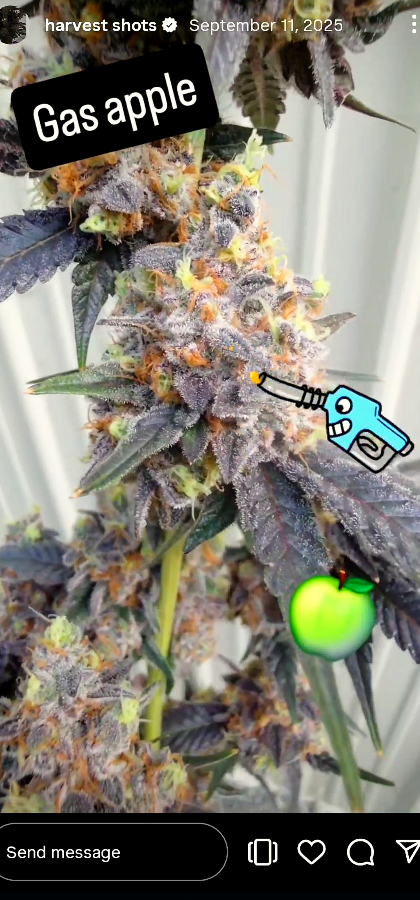 Gas Apple Snips