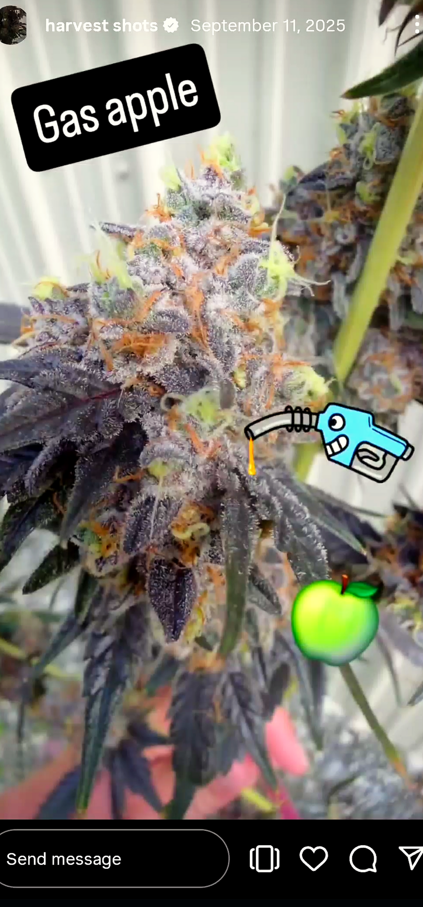 Gas Apple Snips