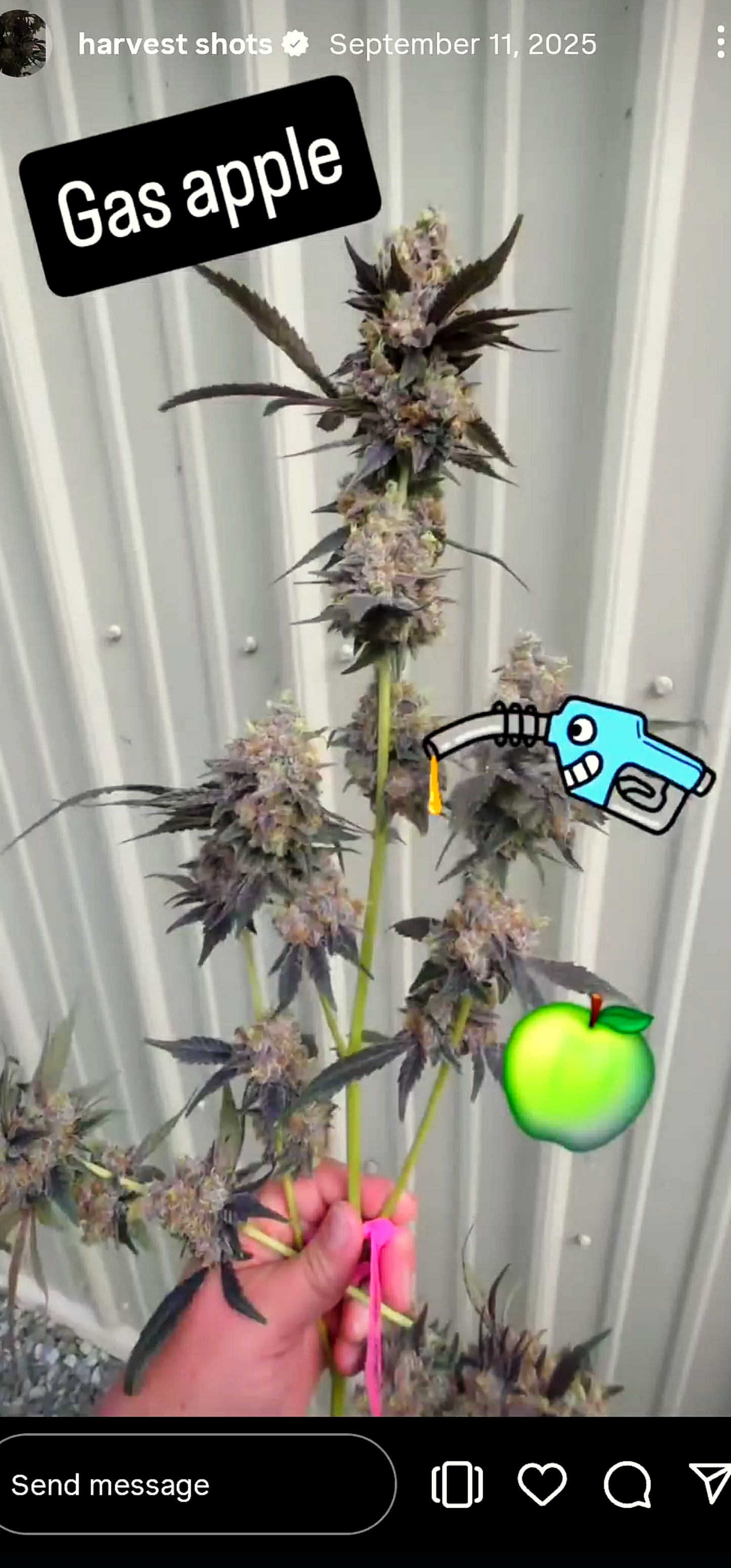 Gas Apple Snips