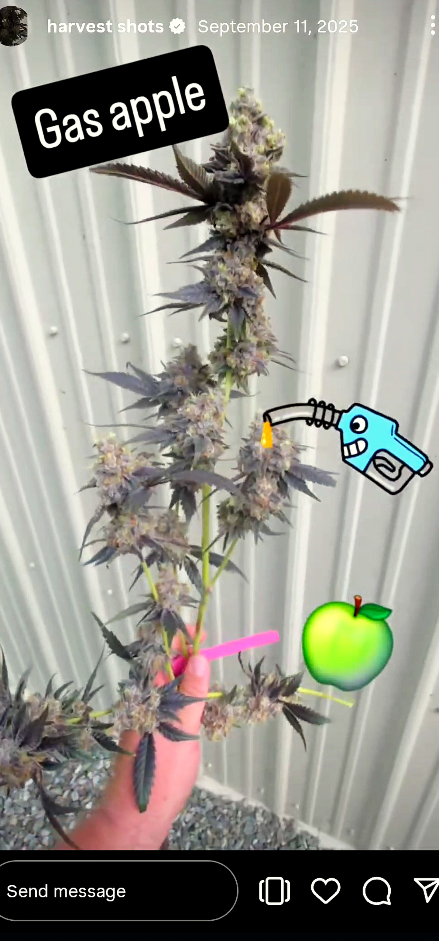 Gas Apple Snips