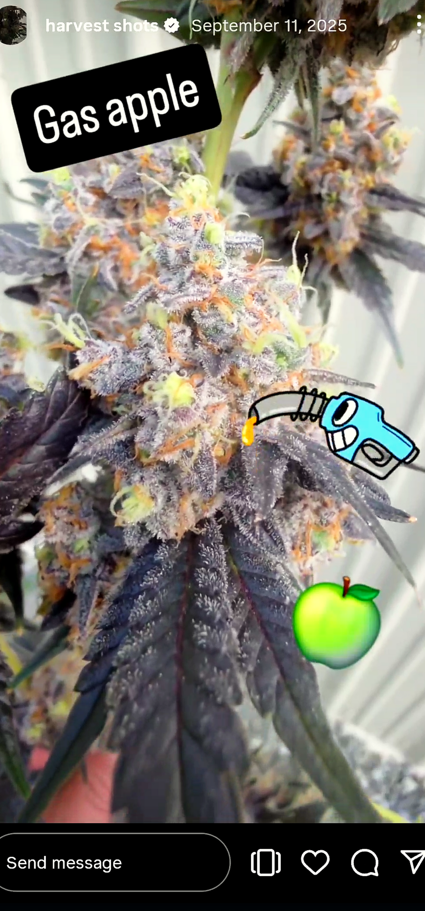 Gas Apple Snips