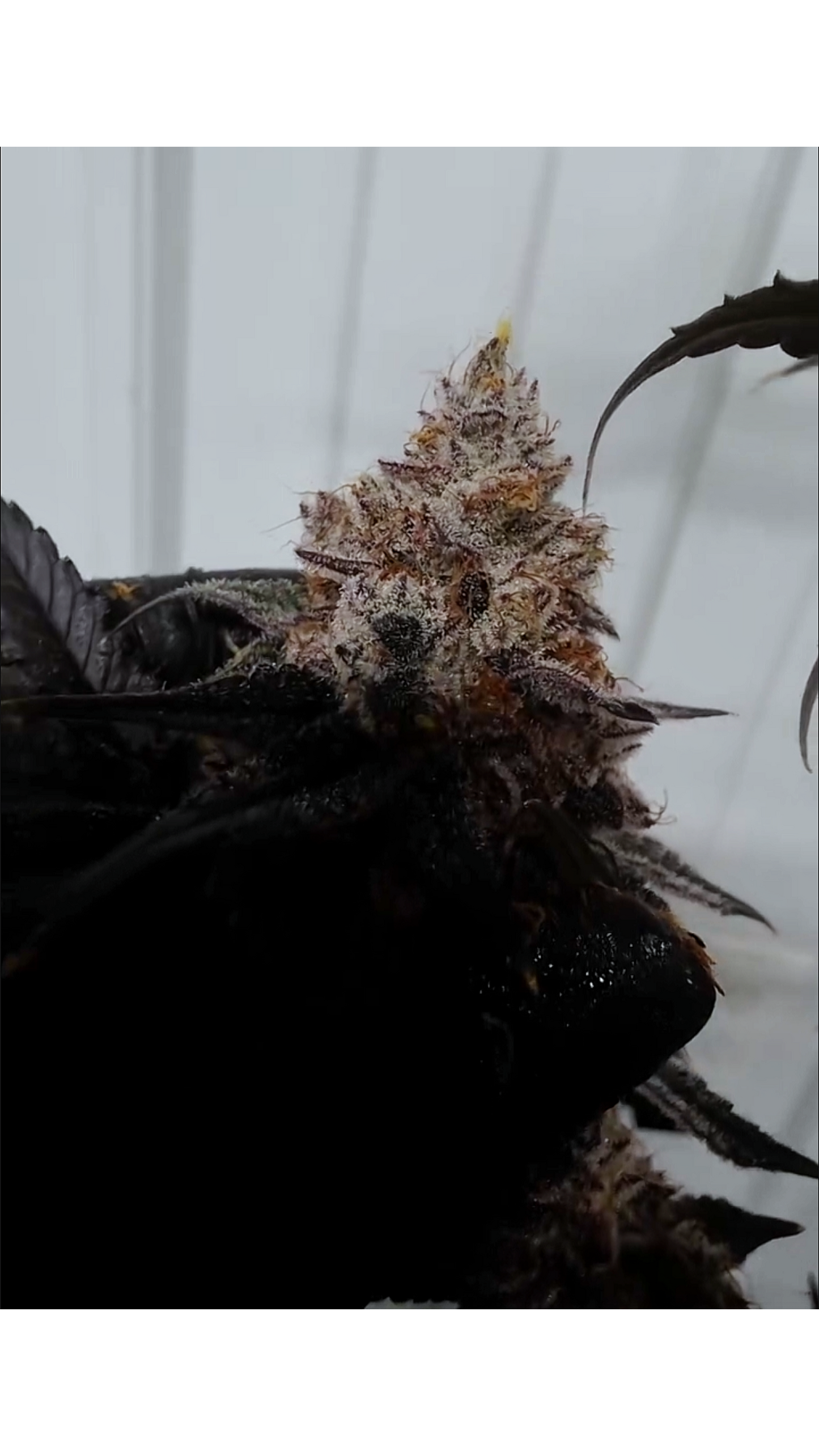 Ghost Protocol 160 (Killuminati x Black Denali) Snips