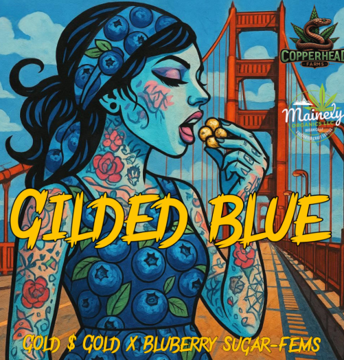 Gilded Blue FEM Seeds