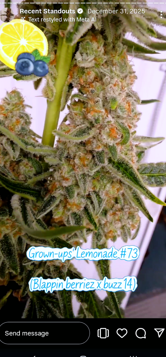 Grown Ups' Lemonade 73 (Blappin Berries x Buzz) Snips