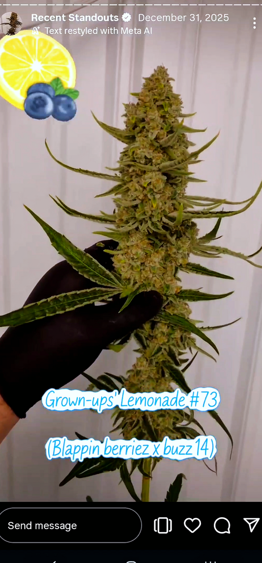 Grown Ups' Lemonade 73 (Blappin Berries x Buzz) Snips