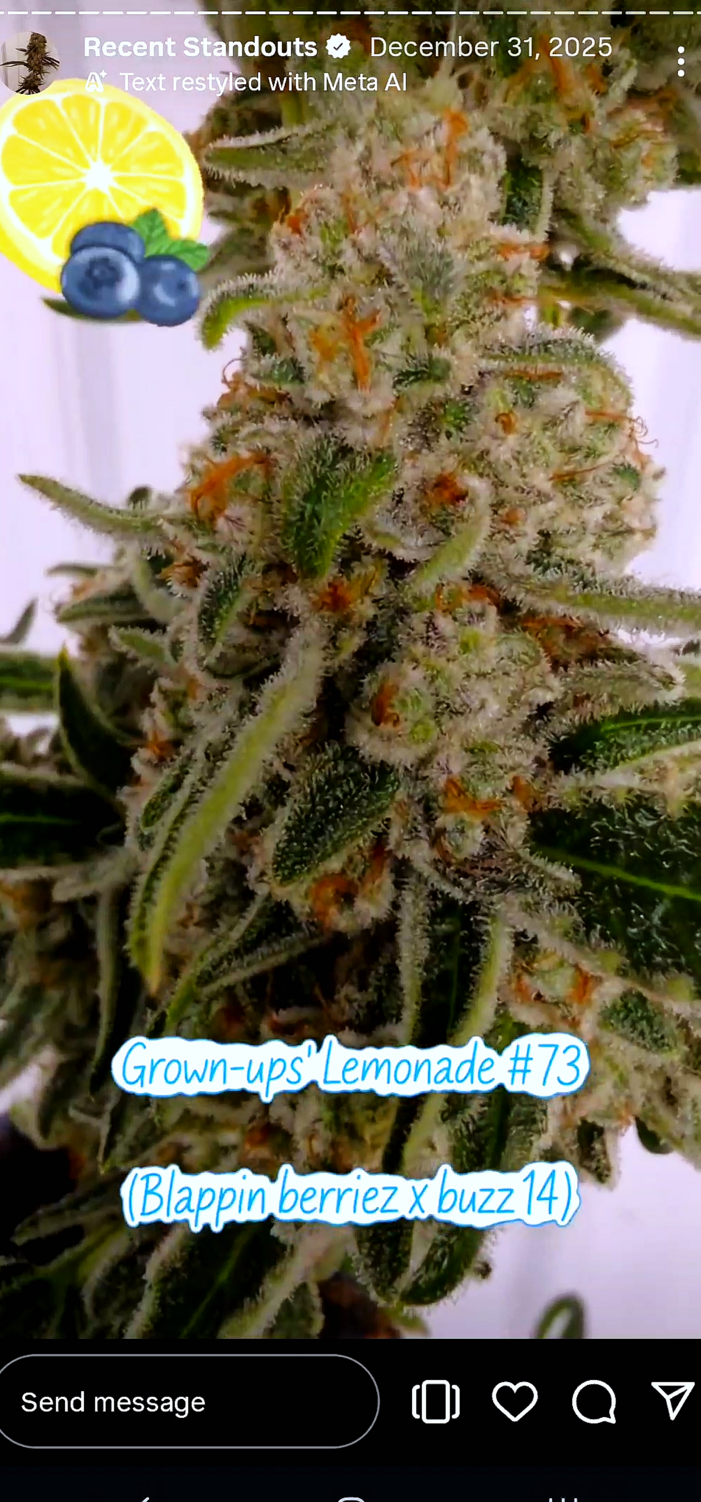 Grown Ups' Lemonade 73 (Blappin Berries x Buzz) Snips