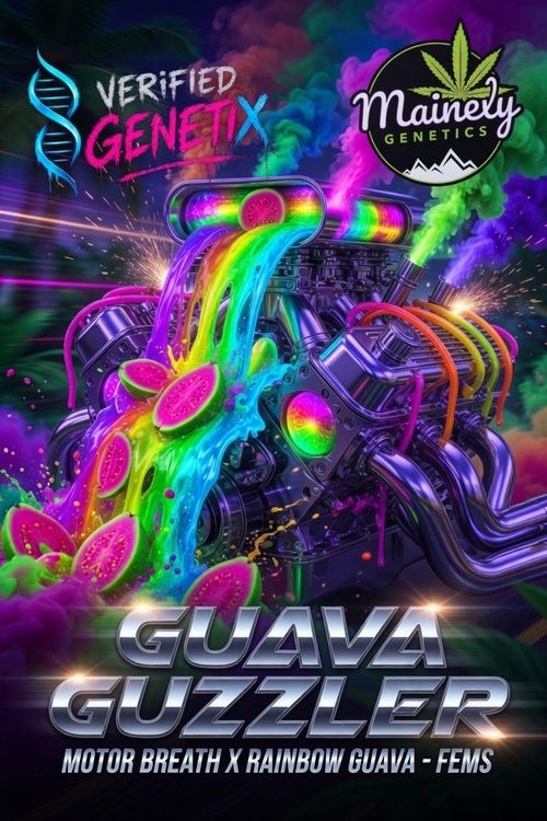 Guava Guzzler (Motor breath x Rainbow Guava)