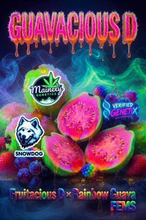 Guavacious D (Fruitacious D 48 × Rainbow Guava)
