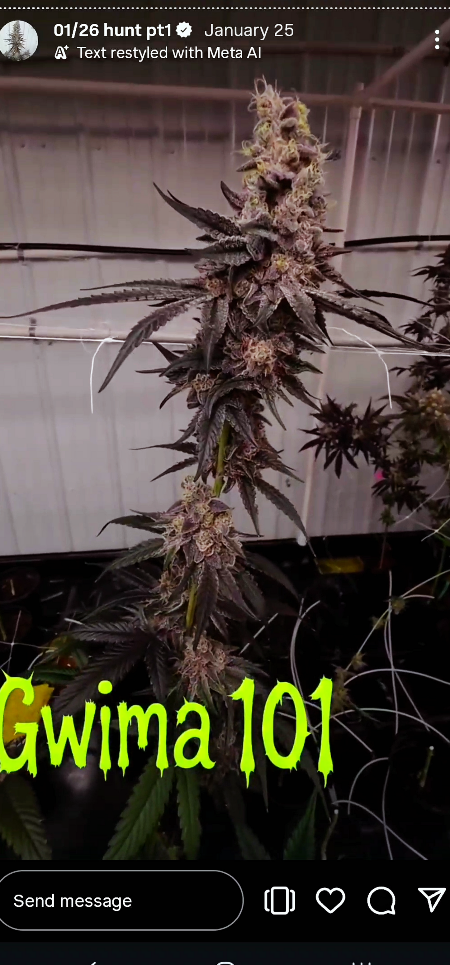 Gwima 101 (Black Matter x BBS) Snips
