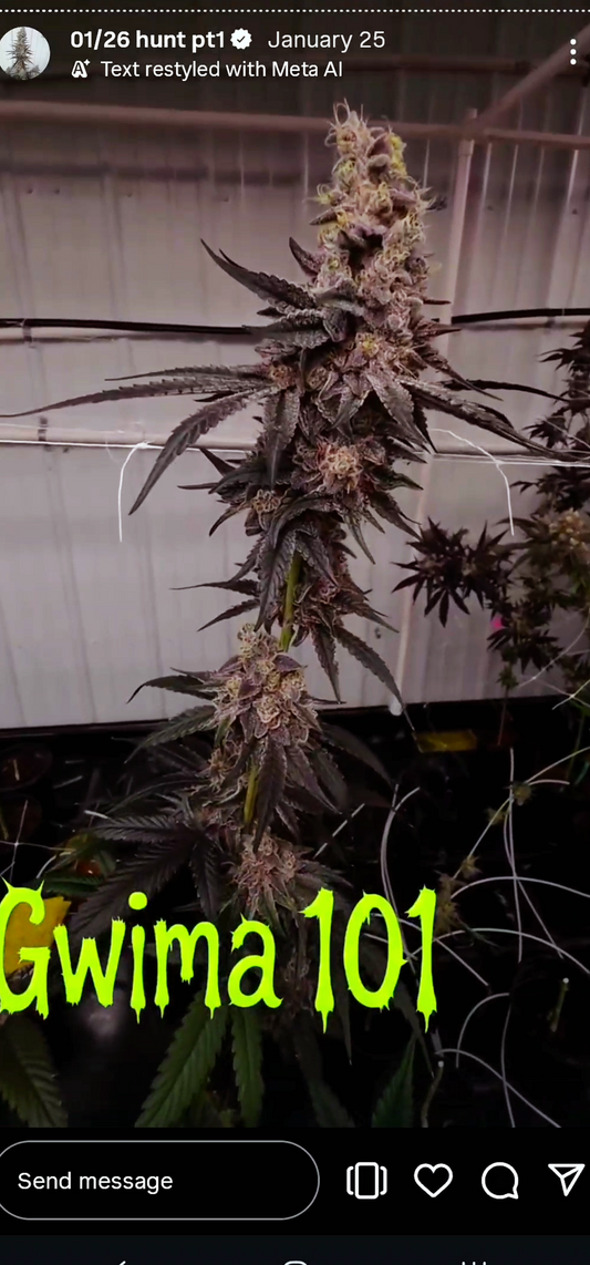 Gwima 101 (Black Matter x BBS) Snips