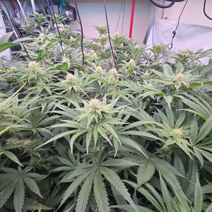 Rds420