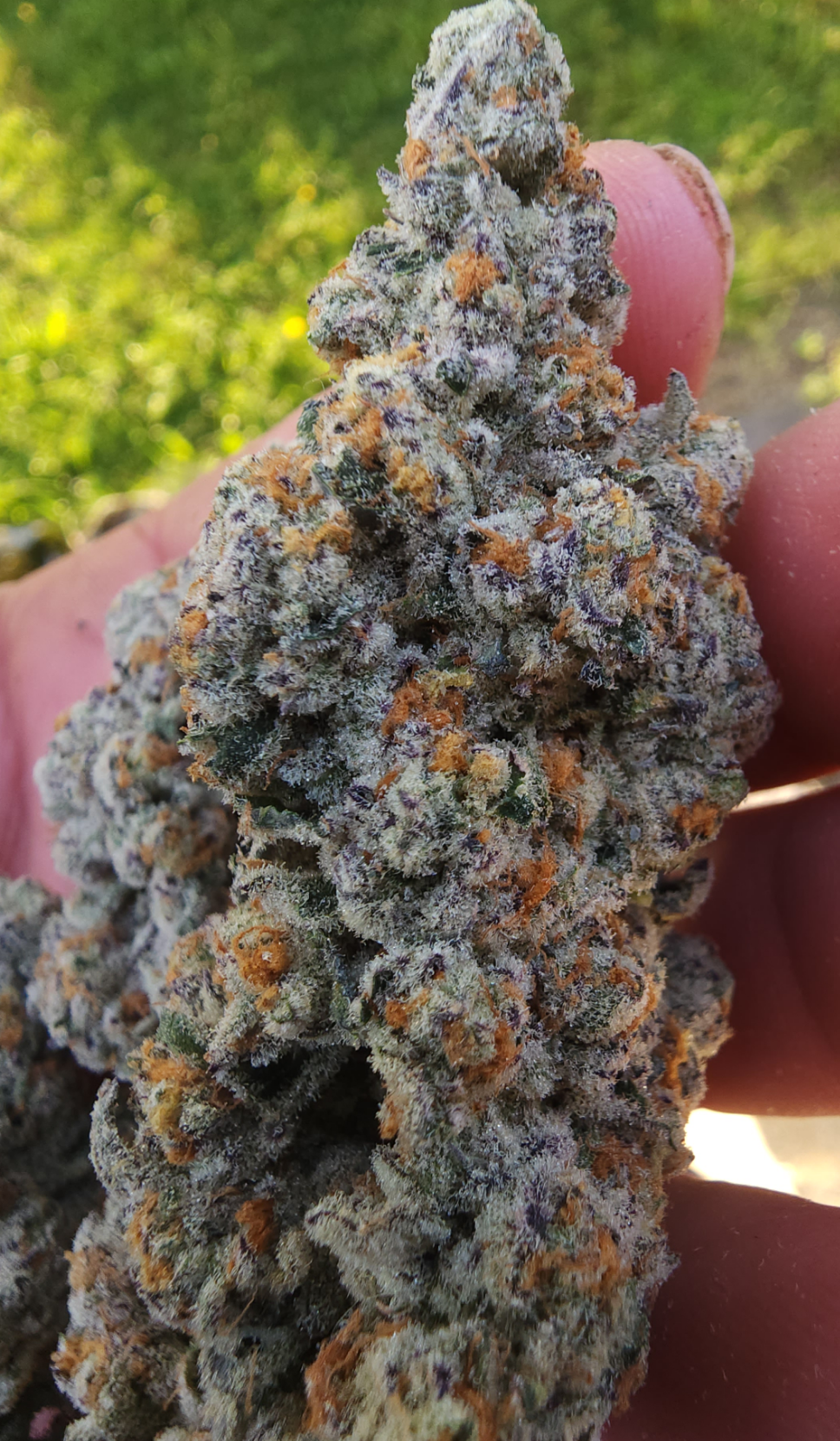 Ultra premium tier 5 strain Cut package!!! Only 2 released per month at this price