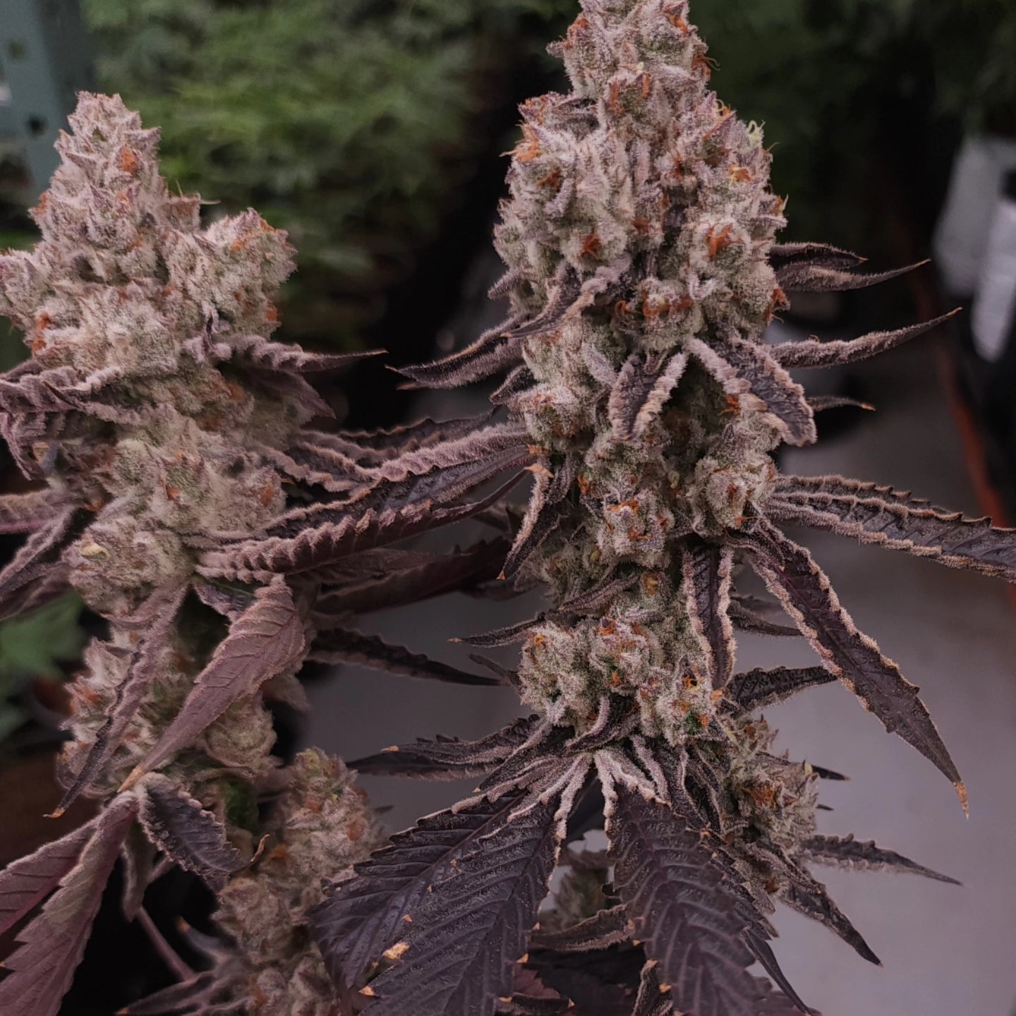 Ultra premium tier 5 strain Cut package!!! Only 2 released per month at this price