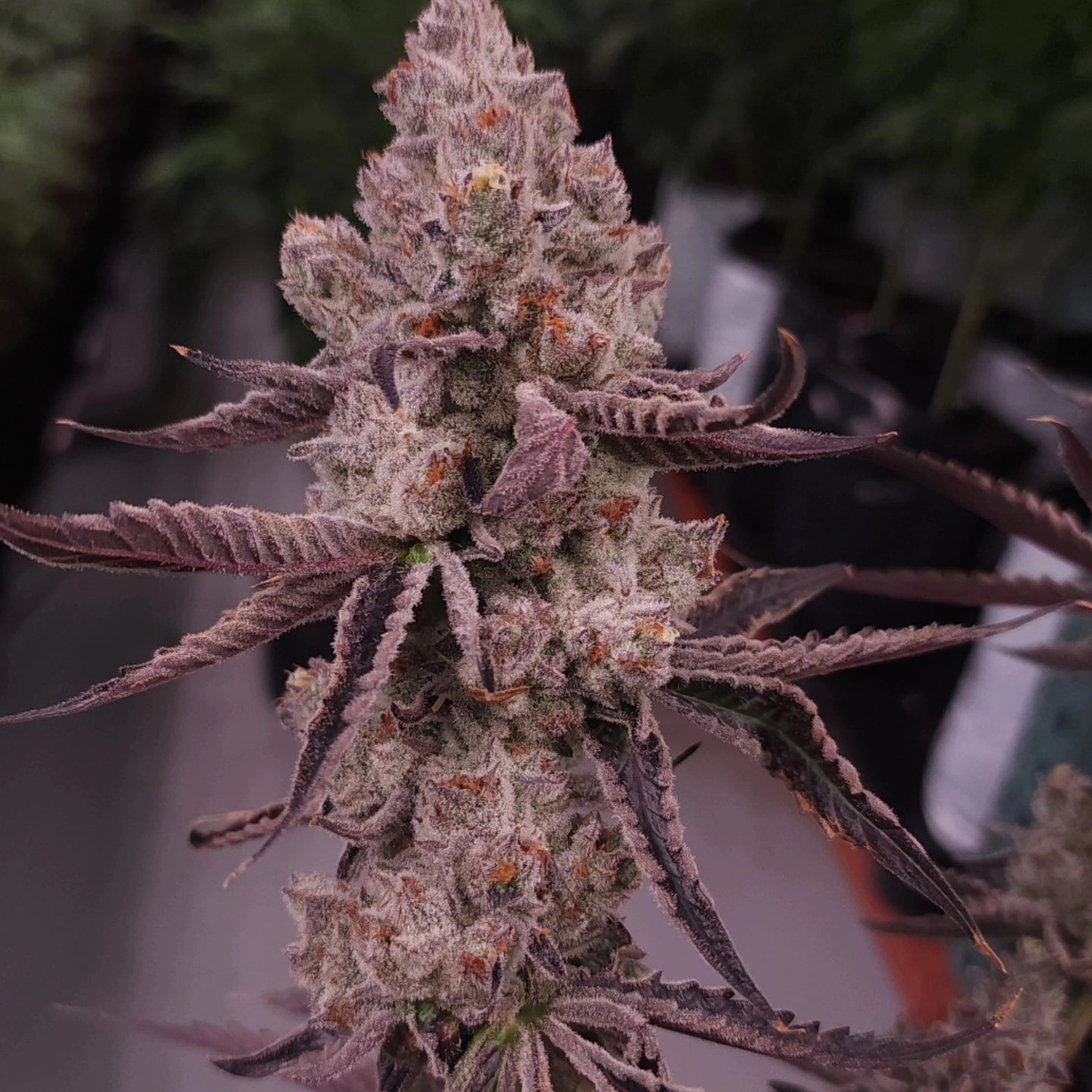 Ultra premium tier 5 strain Cut package!!! Only 2 released per month at this price