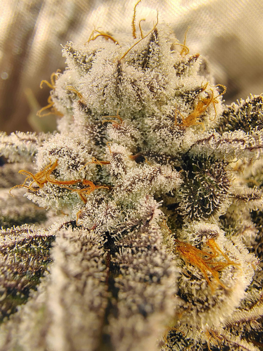
                      JBONZE90 — Blunt Force Fauna
                    