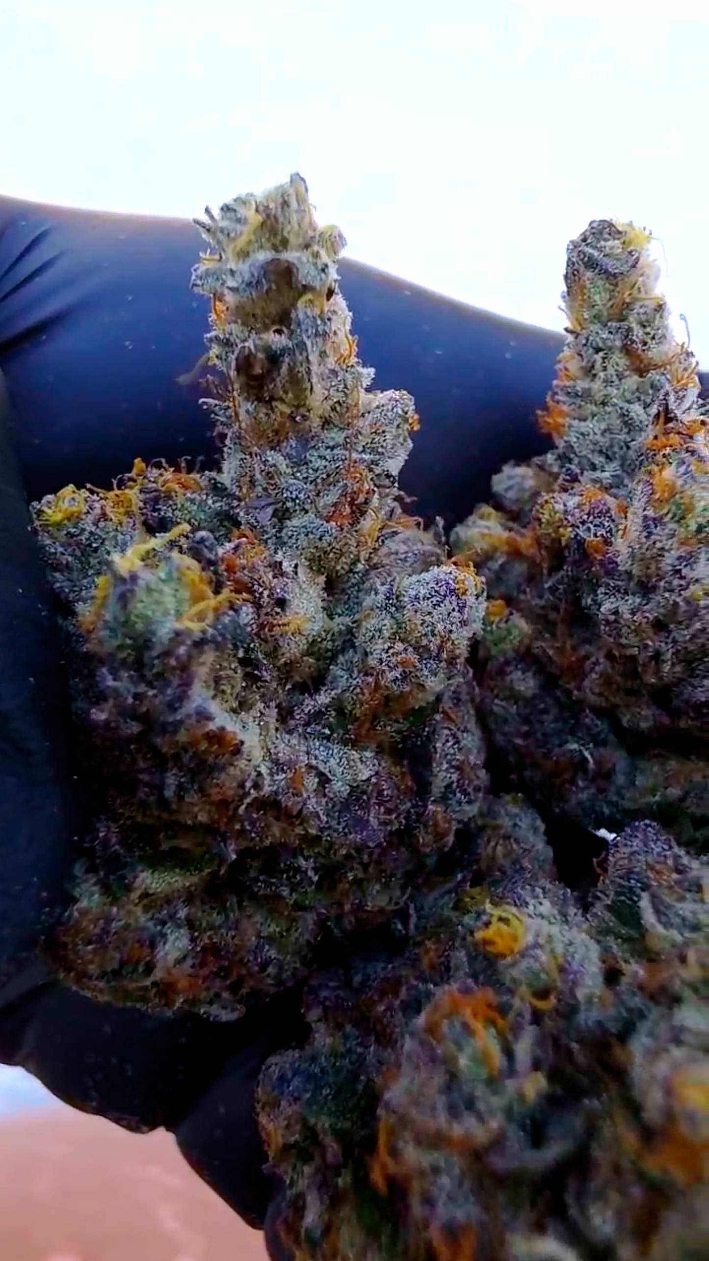 Jokers Noz 72 (Jokers 31 x Purple Octane)
