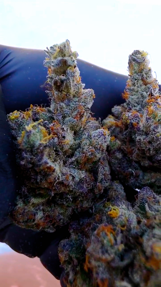 Jokers Noz 72 (Jokers 31 x Purple Octane)