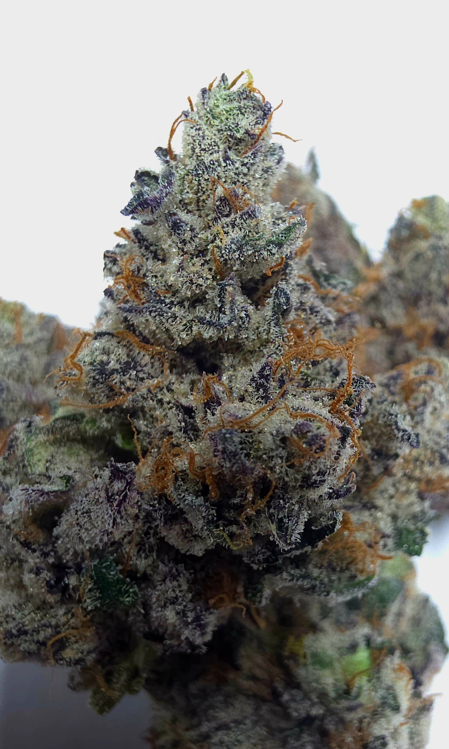 Jumex (Jokers Juice x Alien Vortex 94) 6pk Fems