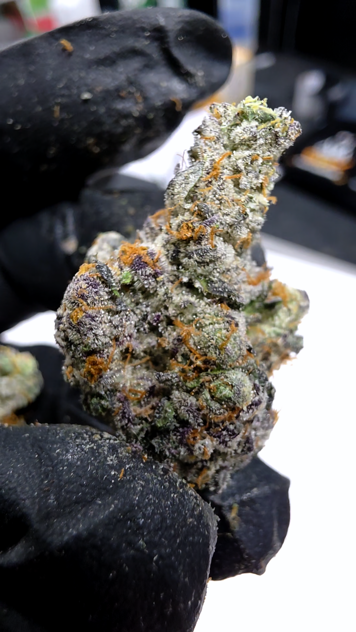 Jokers Noz 72 (Jokers 31 x Purple Octane)