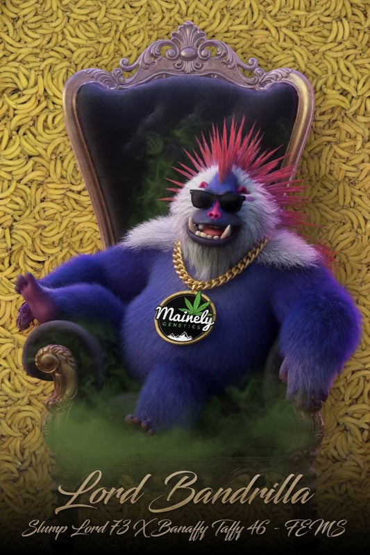 Lord Bandrilla (Slumplord 73 x Banaffy Taffy 46) 6pk Fems