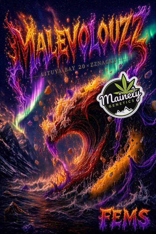 MALEVOLOUZZ (Lituya Bay 20 × Zznackz) 6pk Fems