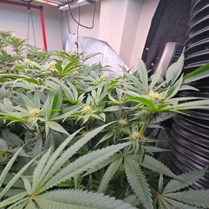 Rds420