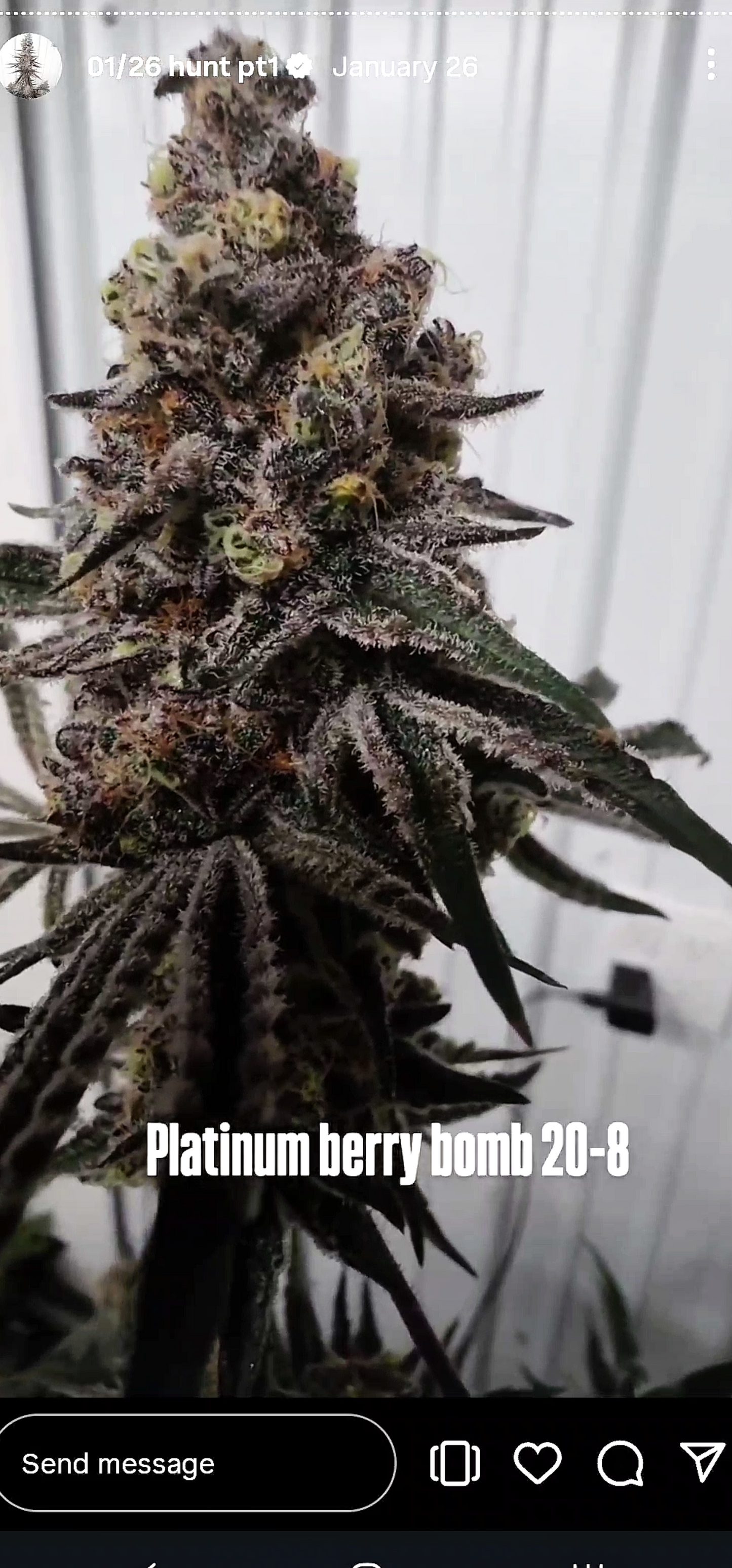Platinum Berry Bomb 52 (PLCG x BBS) Snips