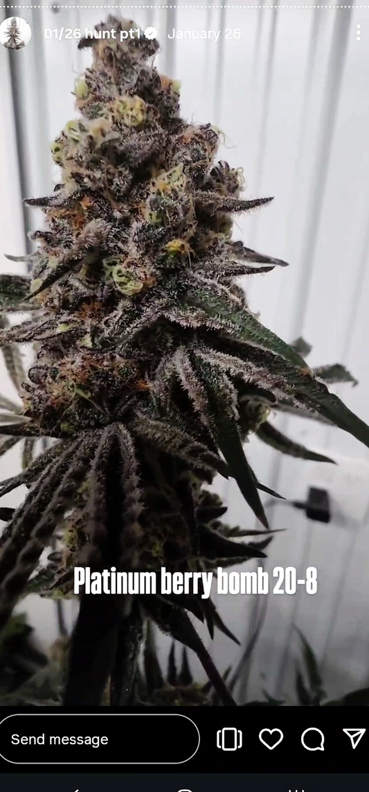 Platinum Berry Bomb 52 (PLCG x BBS) Snips