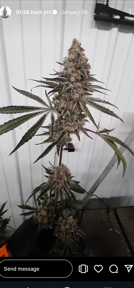Platinum Berry Bomb 52 (PLCG x BBS) Snips