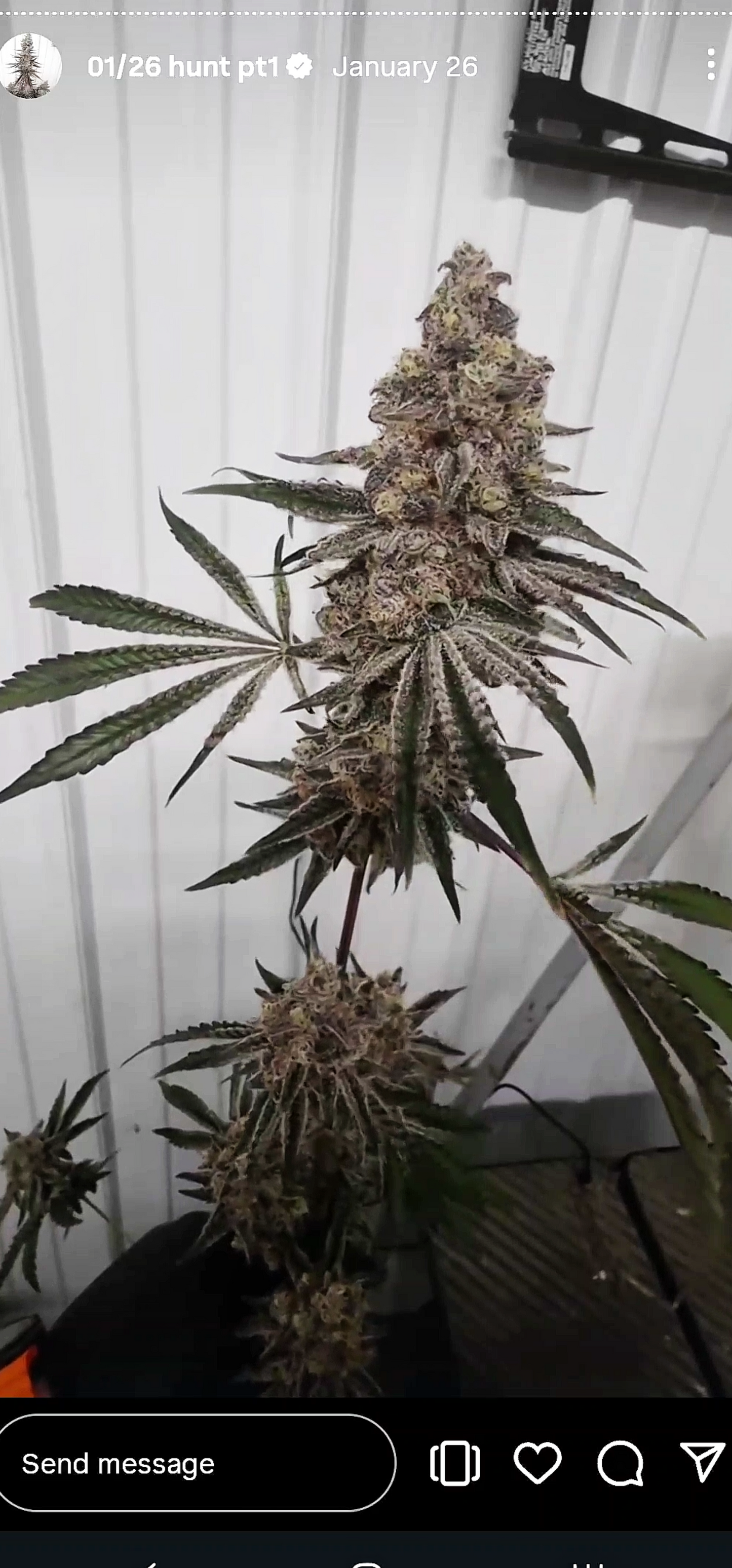 Platinum Berry Bomb 20-8 (PLCG x BBS) Snips