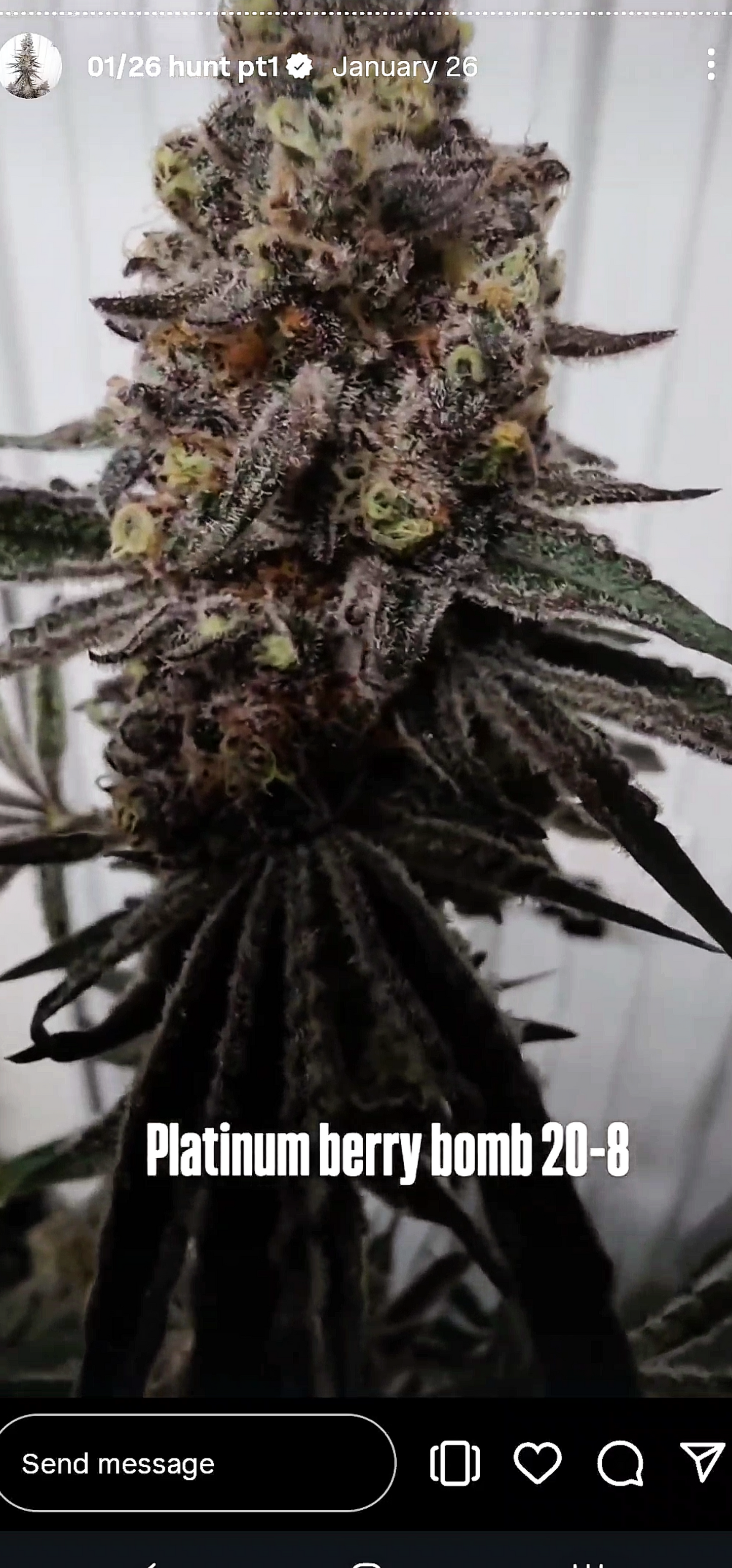 Platinum Berry Bomb 20-8 (PLCG x BBS) Snips