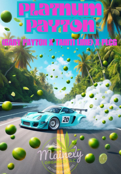 Platnum Payton FEM Seeds