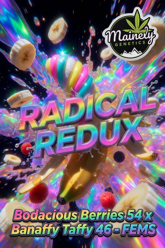 Radical Redux (Bodacious Berries 54 x Banaffy Taffy 46) 6pk Fems