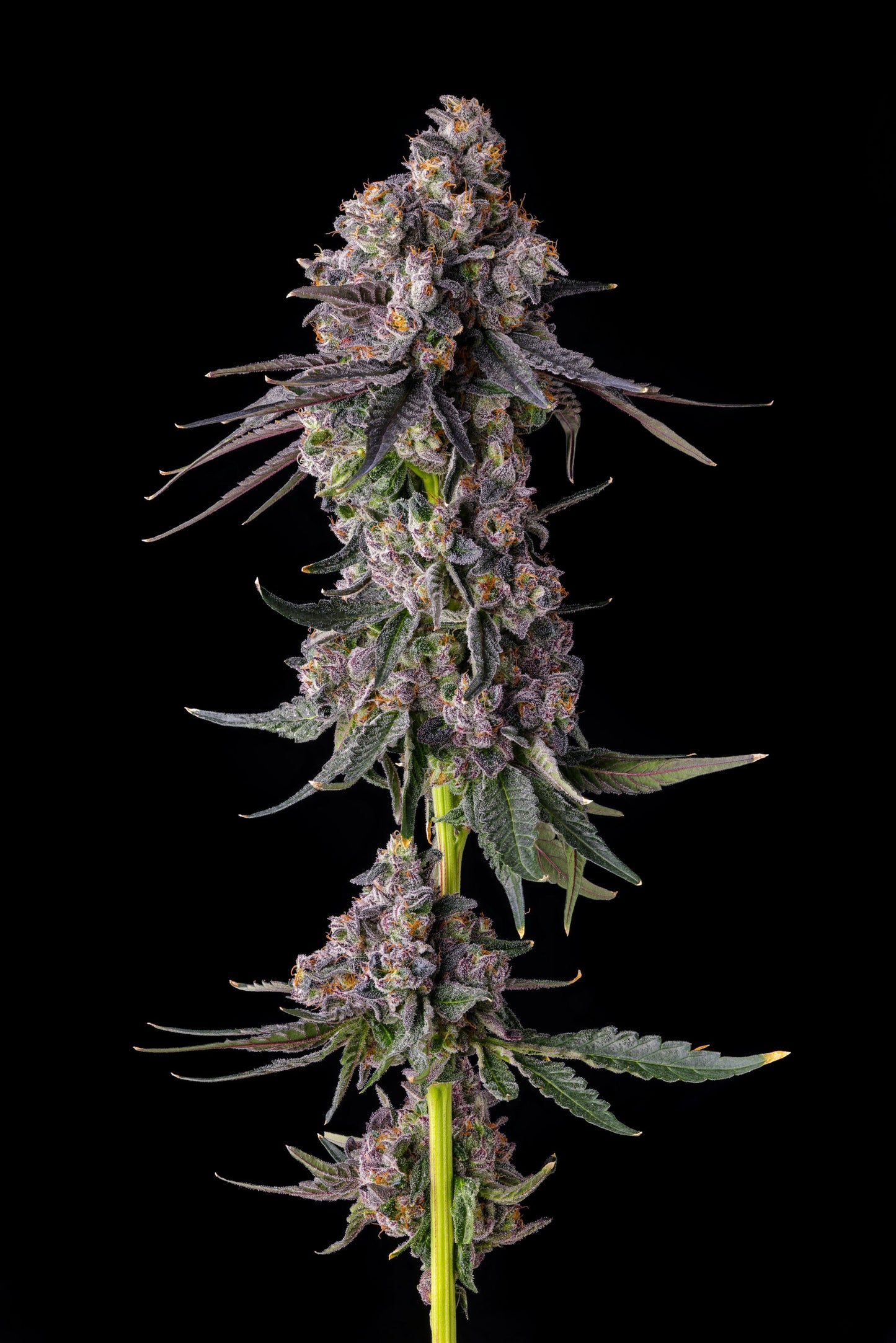 Guava Slumper (Slumper 119 × Rainbow Guava)