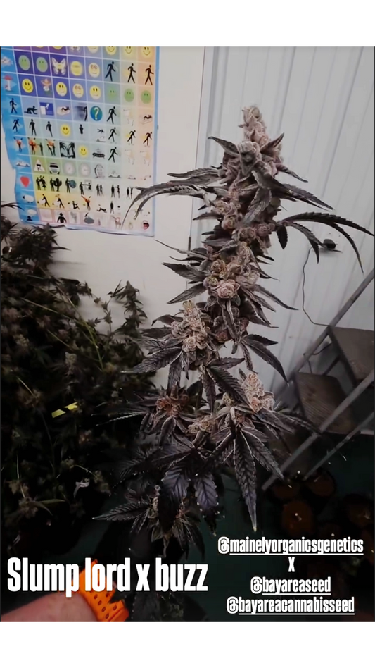 Rx Burn 67 (Slumplord x Buzz 14) Snips