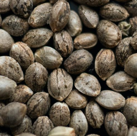 Blue Bloom FEM Seeds