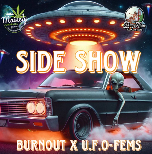 Sideshow - Burnout x U.F.O "fem seeds"