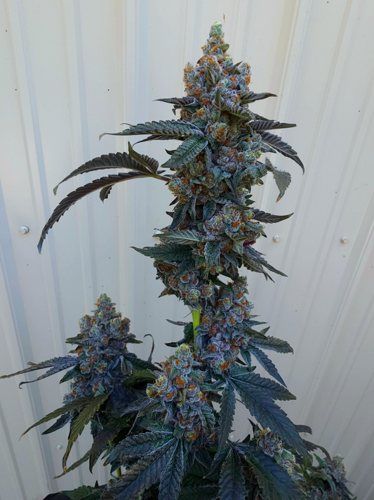 High Tier Snip Bundle – Buy 3 for the Price of 2