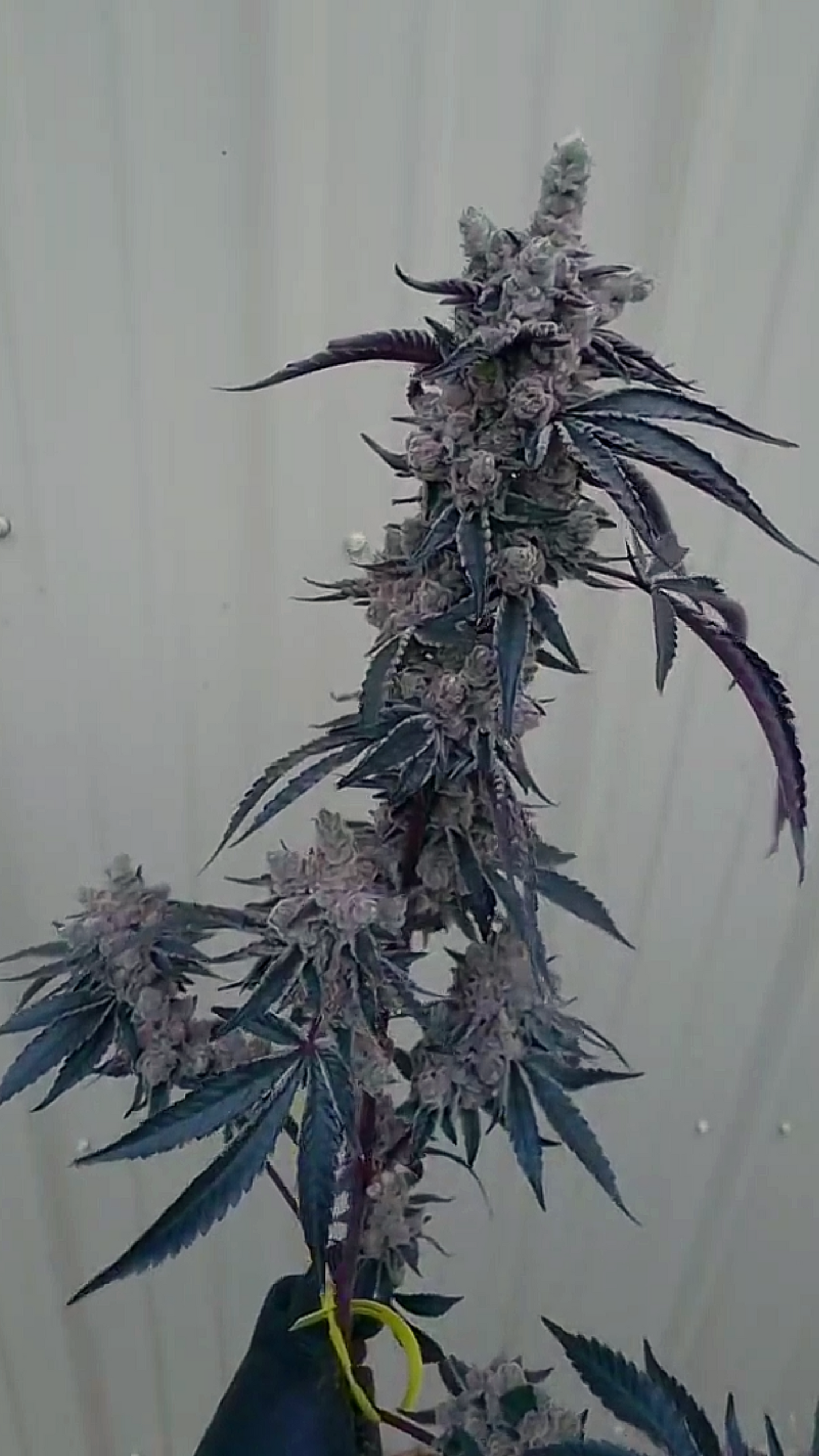 Lord Bandrilla (Slumplord 73 x Banaffy Taffy 46) 6pk Fems